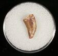 Mottled Surface Raptor Tooth From Morocco - #10789-1